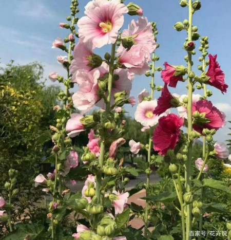 农村院子常见的4种花卉,看看你认识几种