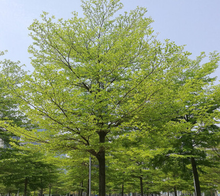 但适宜在排水良好的地方种植,学名:榄仁树(terminalia neotaliala ca