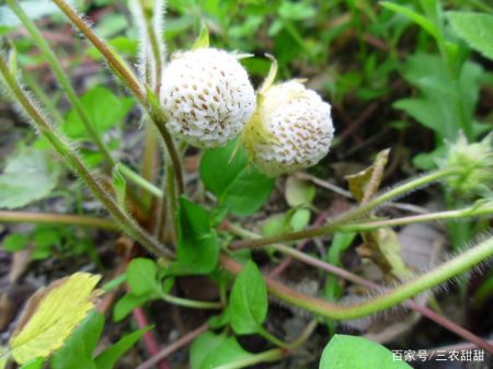 黄毛草莓和普通草莓区别不大,它的株型饱满圆润,枝叶茂盛密集,高度在