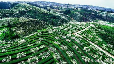 茶区变景区,茶山成金山,屏山茶产业转型升级焕发乡村振兴新活力