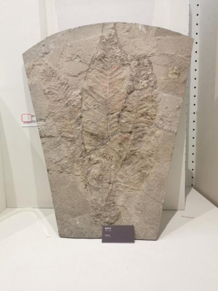 蕨类植物化石—黄冈大别山世界地质公园博物馆精品标本科普推文(三