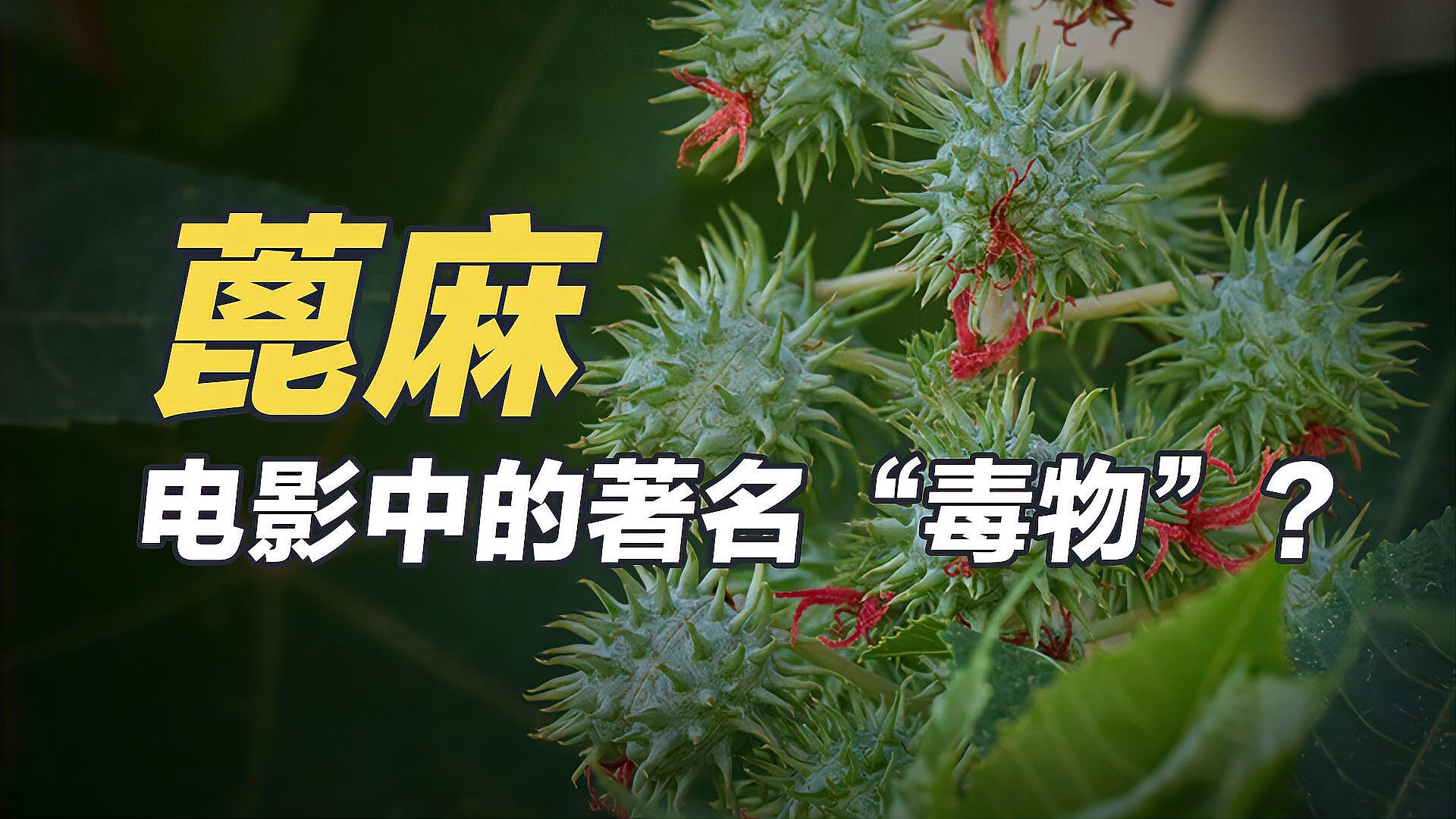 蓖麻:电影中的著名"毒物?