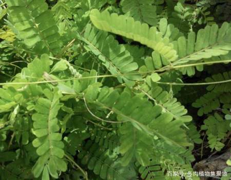 在农村小路旁,有1种"鸡骨草",比含羞草特殊,殊不知