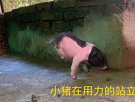 动物 猪 450_341