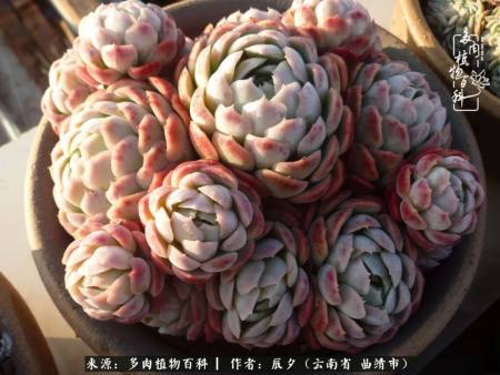 玫瑰莲