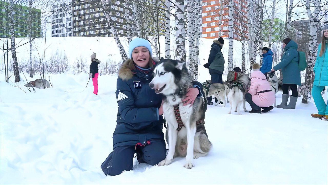 《俄罗斯》二哈雪橇犬