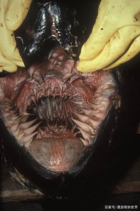 它们虽然没有牙齿,但是嘴巴和食道里却布满了大而锐利的角质皮刺