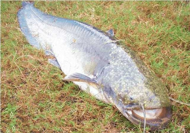 野钓钓鲶鱼,用什么饵料效果最好?什么时候钓鲶鱼最佳?