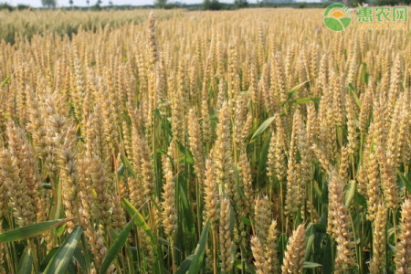 但是产量却很高,为了得到高产高质量的小麦,在小麦的整个生长发育过程