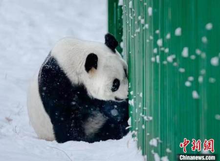 在雪地上玩耍的大熊猫.沈阳森林动物园供图