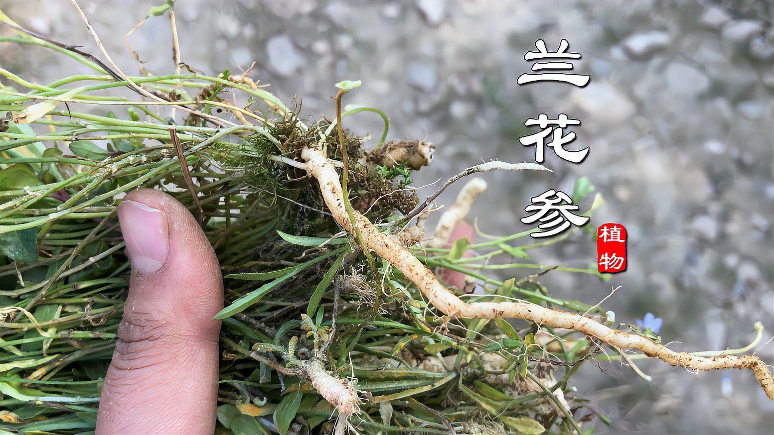 地里遇到这种小草记得拔回家,它叫"兰花参,别名金线吊葫芦