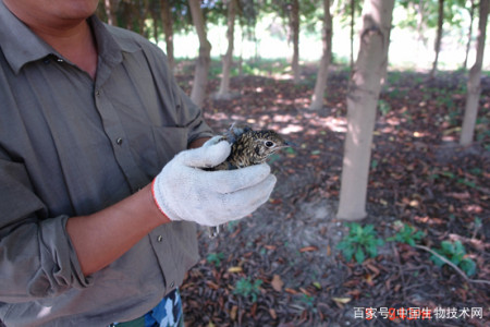 滬上這個公園繁育了四百多頭獐,給受傷野生動物提供了康復站