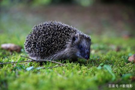 《可爱的小刺猬》小尉迟-协助拍摄