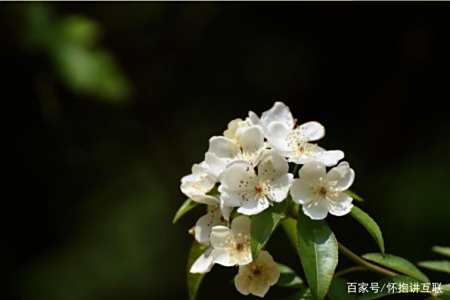 21年6月 运势高涨 事业平步青云 日子红红火火的星座