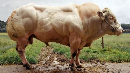 魔鬼筋肉牛 世界最强壮的牛 体重3吨 人改造出的 肌肉怪物