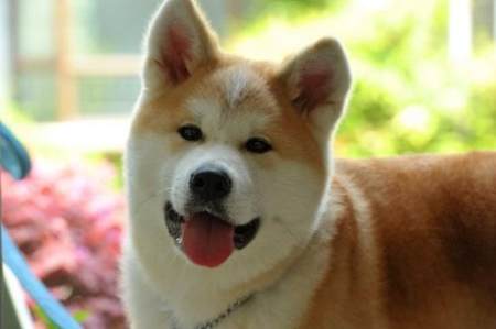 如何挑出一只纯种秋田犬 这些 特征 串串狗都装不来 如何挑出一只纯种秋田犬 这些 特征 串串狗都装不来