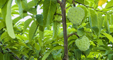 釋迦果種植技術?