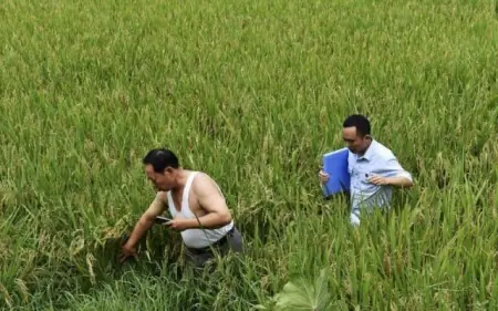 农村|未来农村，将迎来3大机遇，又有人将要变富了，农民要早做准备