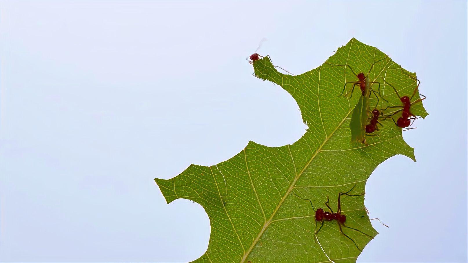 神奇的切叶蚁,唯一会种植真菌的蚂蚁,竟会利用树叶种蘑菇