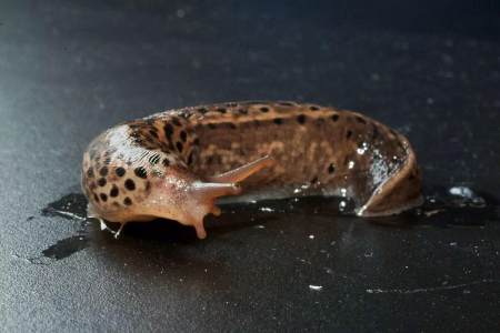 人们认识的蛞蝓是怎样的?它对人们是否有帮助?