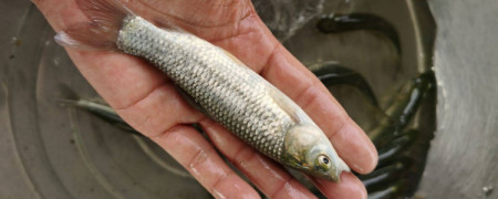 小草魚苗吃什麼長得快?小草魚苗一年能長多大