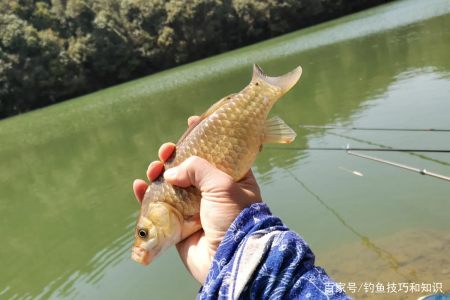 冬天野釣鯽魚有哪些有效的技巧?冬天野釣鯽魚非常好用的四個技巧