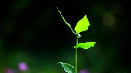 如何拍好路邊的小花小草?我們就用這些方法