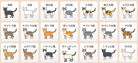 猫咪的颜色不同 个性也会不同 我在日本爱上猫