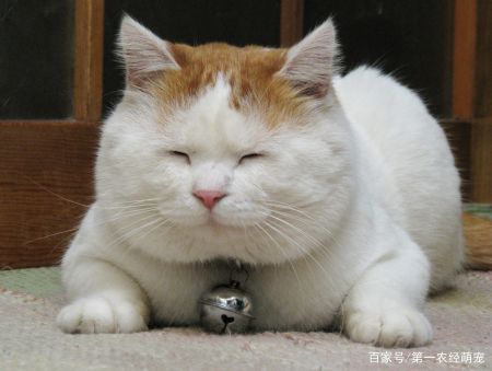 猫咪的温柔陷阱 你知道猫的叫声代表什么吗 答案在这里 猫咪的温柔陷阱 你知道猫的叫声代表什么吗 答案在这里
