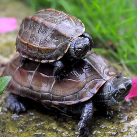 中华草市场价格不贵,也是中国本土龟种,很适合大家饲养.