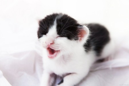 怎么判断猫咪怀孕，猫咪怀孕怎么办，要做什么吗？