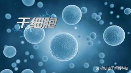 什么是干细胞？干细胞的作用又有哪些？