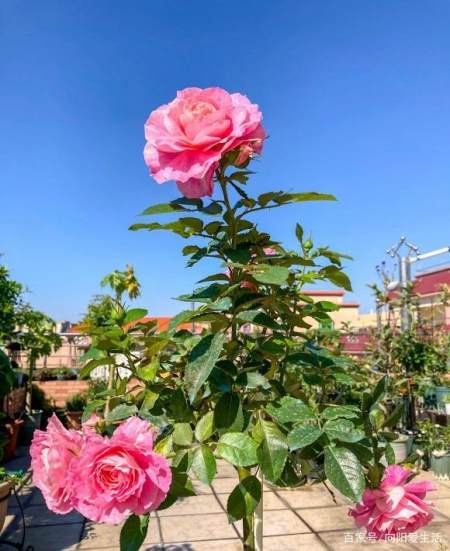月季花换换土 村里挖点腐殖土 掺点草木灰 养月季不生虫 月季花换换土 村里挖点腐殖土 掺点草木灰 养月季不生虫