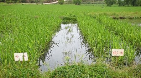 茭白種苗繁育基地.吳管宇攝農為邦本,本固邦寧.