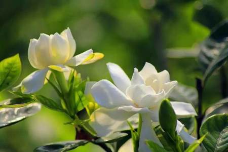 5月赏花 这些 植物 都不能错过 此时开花正艳 您都喜欢吗 5月赏花 这些 植物 都不能错过 此时开花正艳 您都喜欢吗