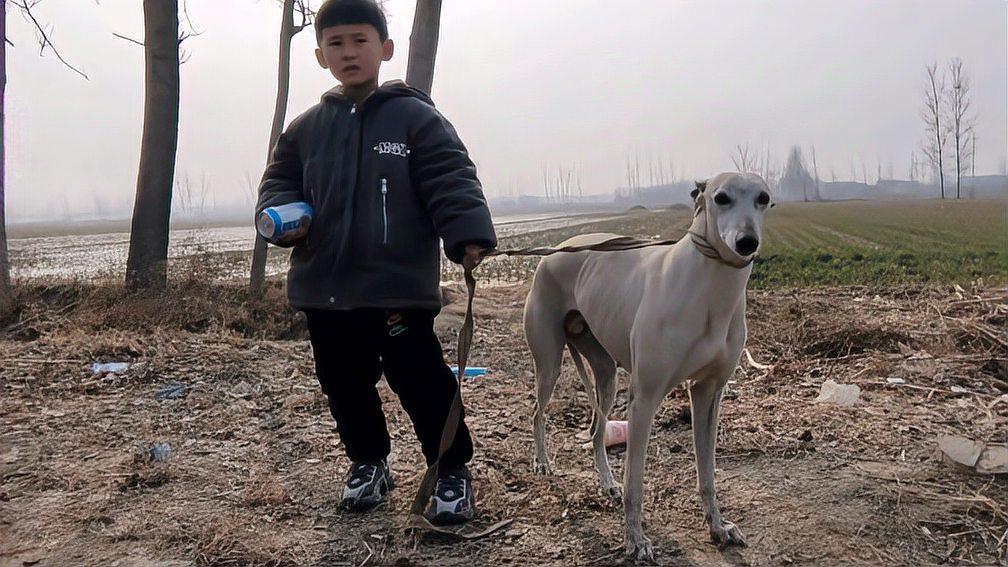 正月十二赶大集,山东农村狗市名犬不少,金毛八百细犬九百元