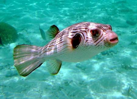 養狗頭魚需要注意什麼?