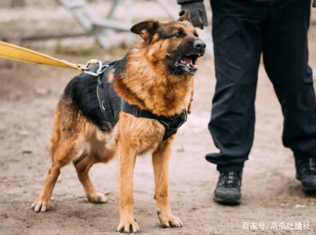 中國警犬有什麼品種?德牧很常見,金毛失去資格