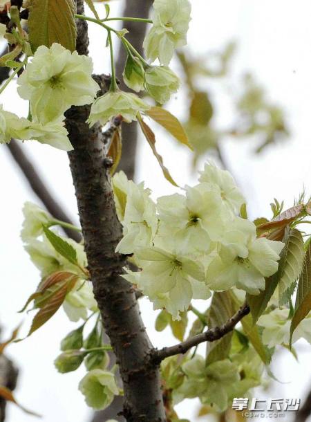 組圖|烈士公園櫻花開