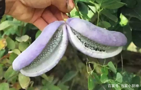过年别吃苹果香蕉了 这4种碱性水果要多买 特别适合老人和小孩 过年别吃苹果香蕉了 这4种碱性水果要多买 特别适合老人和小孩