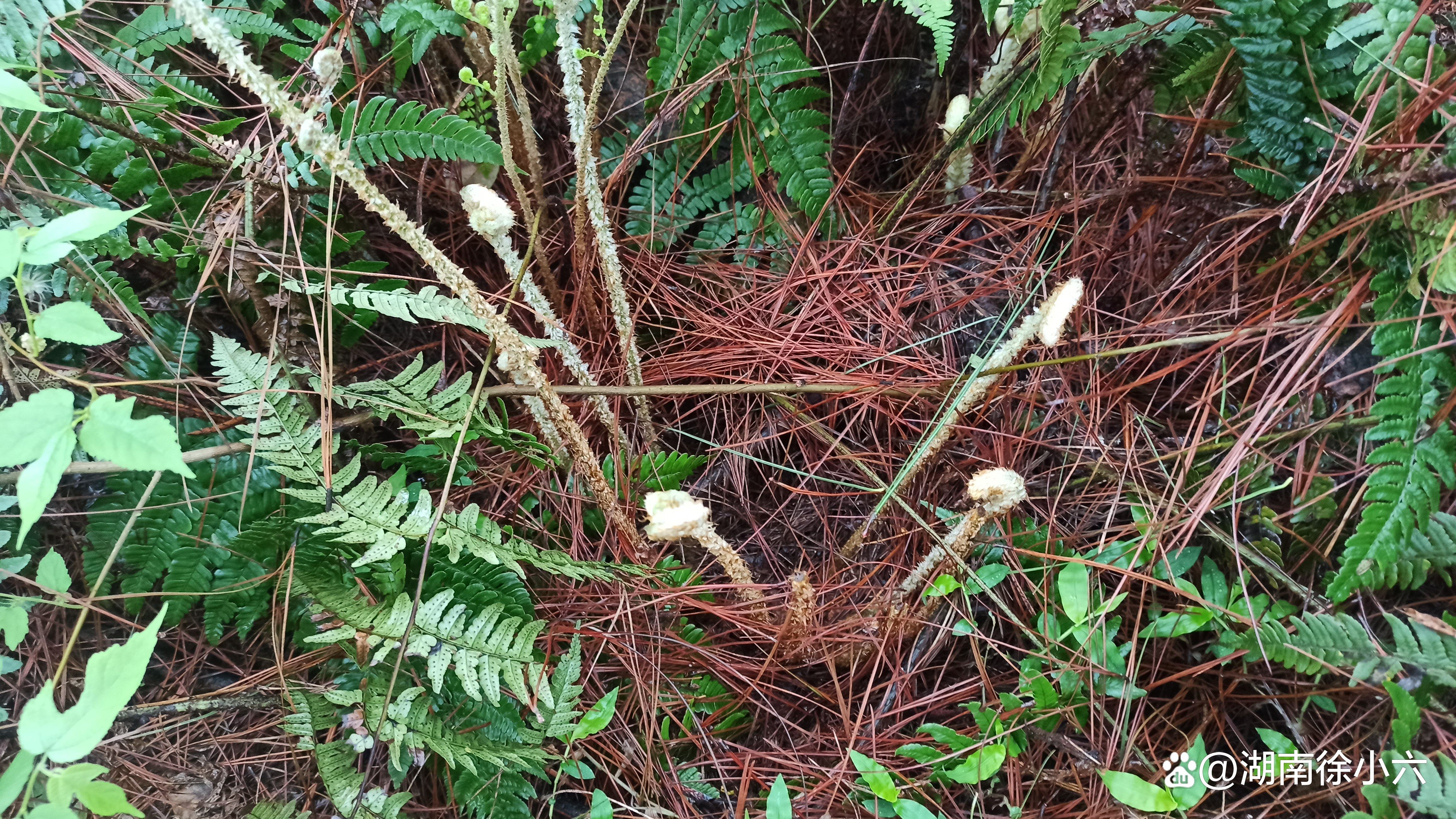 湖南發現了金毛狗蕨,還是國家重點保護植物