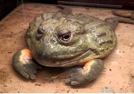 美国牛蛙入侵61年,曾经遍布8个省份,为何如今很难在野外看到它