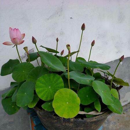 盆栽碗莲的种植方法，记住3步，花大叶美，花期更长(碗莲盆栽图片欣赏)