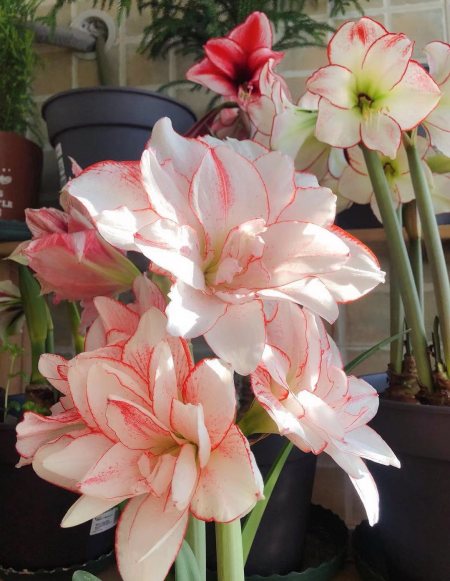 早春养花 试试朱顶红 条纹黛丝 花朵自带仙气 点亮你阳台 早春养花 试试朱顶红 条纹黛丝 花朵自带仙气 点亮你阳台