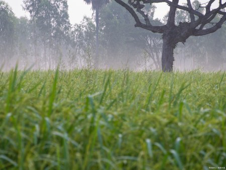 小满节气将至，农谚“小满无雨，芒种无水”是啥意思？下雨好吗？