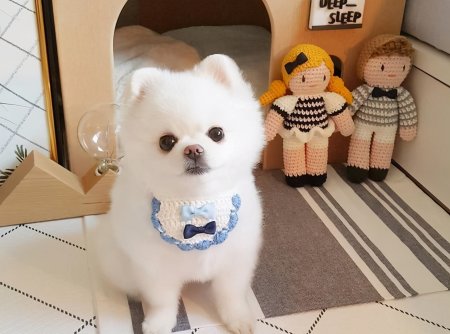 养博美犬 就要被迫 戒掉 的几件事 你戒掉几个呢 养博美犬 就要被迫 戒掉 的几件事 你戒掉几个呢