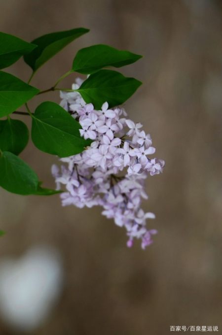 3月桃花盛开 这四星座失而复得 爱情甜蜜再现