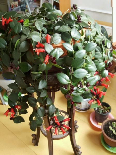 此款室内盆栽绿植 好养如绿萝 花叶共赏 开花勤快 很值得栽培 此款室内盆栽绿植 好养如绿萝 花叶共赏 开花勤快 很值得栽培