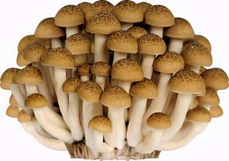 一种独特的野生菌,市面十分火爆,80元一斤,农民:不好种! 3 一种独特的野生菌,市面十分火爆,80元一斤,农民:不好种! 3