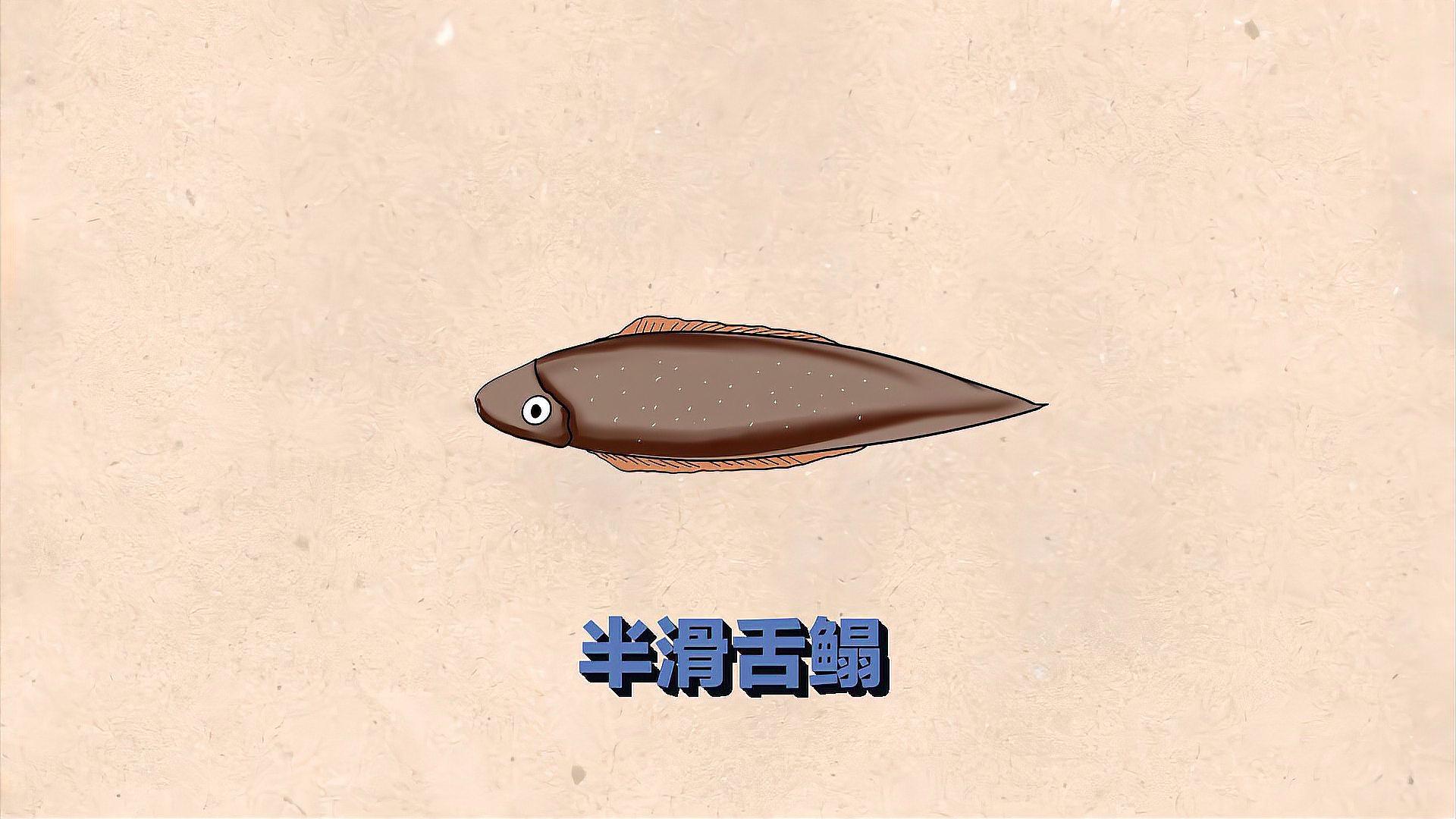 半滑舌鰨:舌鰨科舌鰨屬魚類